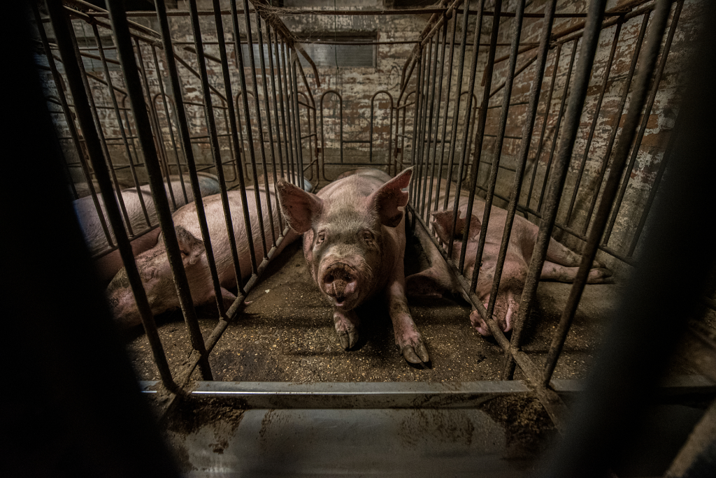 a row of sows in gestation crates at a farm in italy. the crates are so narrow that they are only able to stand up or lay down. they cannot turn around. sows are artificially inseminated and kept in gestation crates for approximately four weeks until they are moved to the farrowing crates to give birth. italy, 2016. stefano belacchi / essere animali / we animals
