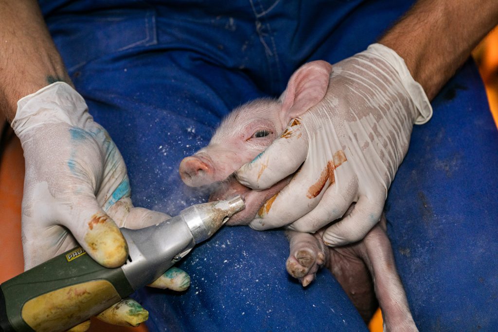 a worker files down the teeth of a piglet at an industrial farm in poland. this is done to reduce injuries to other piglets and to the sow while the piglets nurse. poland, 2020. andrew skowron / we animals