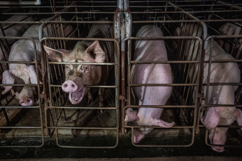 on an industrial pig farm, a sow chews repetitively on the metal bars of her gestation crate while her neighbours drink accumulated water from a channel that runs in front of their enclosures. sows confined inside these bare, concrete floored enclosures can sit, stand and lie down, but they cannot walk or turn around. quebec, canada, 2022. jo anne mcarthur / we animals