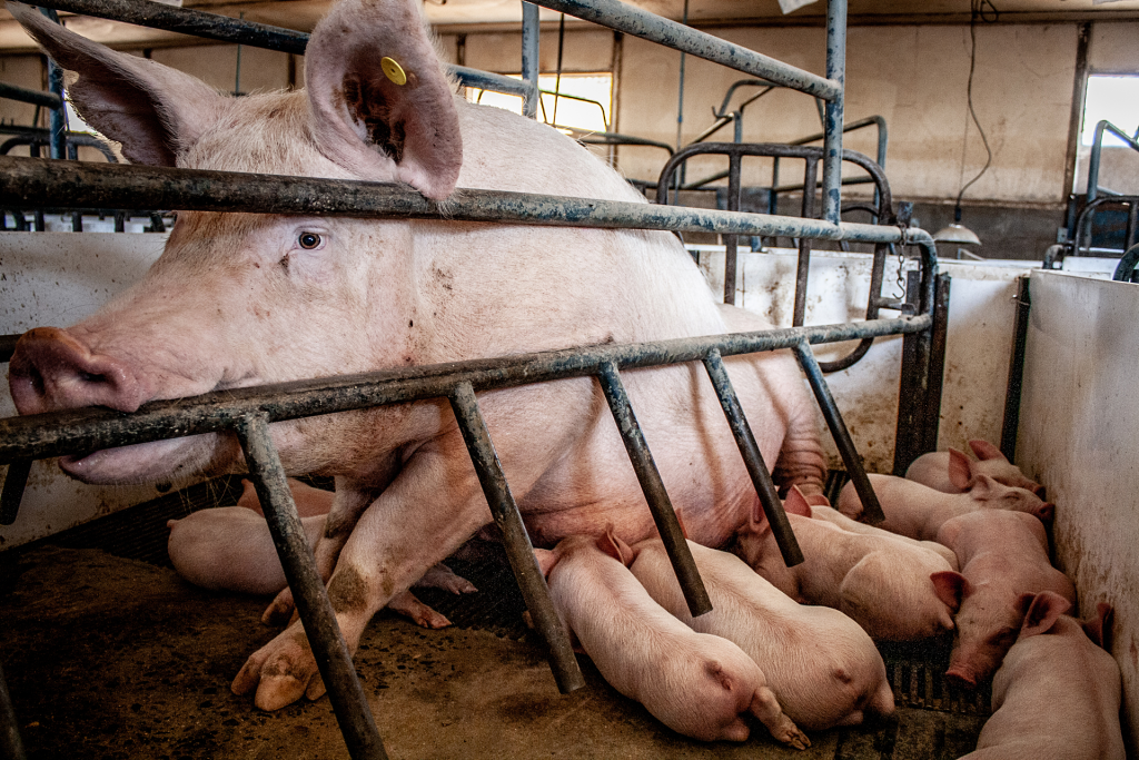 a sow sits up in a narrow farrowing crate at an industrial pig farm while her piglets nurse. chile, 2011. gabriela penela / we animals