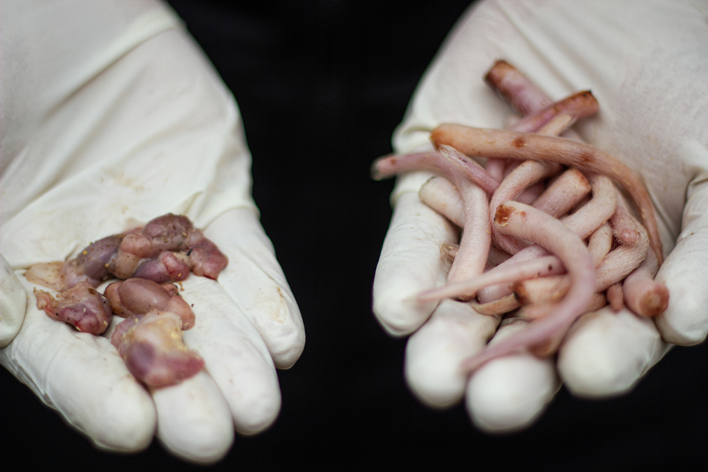 a farm worker holds the testicles and tails that have recently been removed from 2 to 3 week old piglets at an industrial pig farm. chile, 2012. gabriela penela / we animals