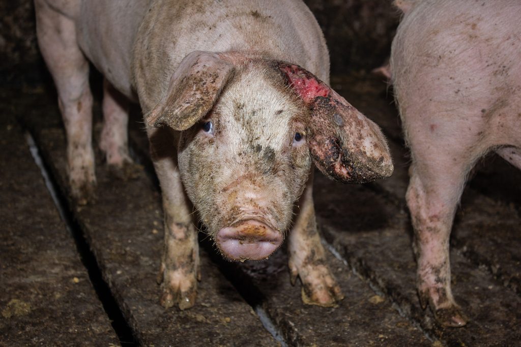 a young pig with a wound on their ear looks up from a filthy enclosure at an industrial pig farm. chile, 2012. gabriela penela / we animals