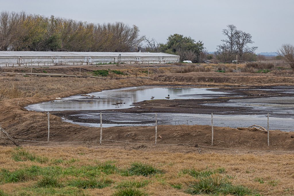 wild birds rest amid a manure lagoon at a pig farm. noise and squeals from the pigs in the large barn in the distance are audible at the farm gate. the potent smell of the manure lagoon permeates the air even a few kilometres away. pergamino, buenos aires province, argentina, 2023. molly condit / sinergia animal / we animals