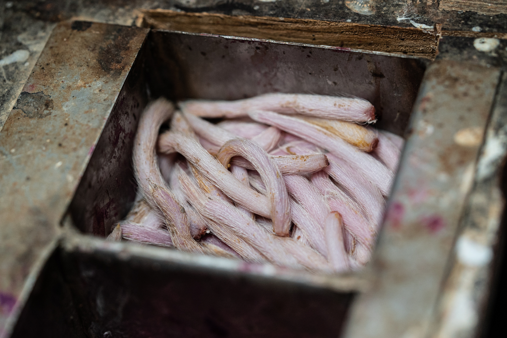 severed piglet tails lie in a container on an intensive pig farm. farms dock piglets' tails to stave off injury from boredom fueled aggression, a common occurrence among these animals who only experience a life of confinement. victoria, australia, 2018. bear witness australia / we animals