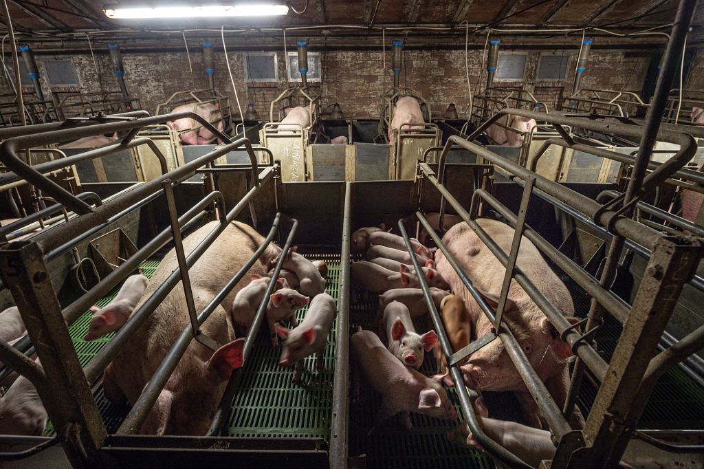 industrial pig farming. italy, 2015. jo anne mcarthur / essere animali / we animals