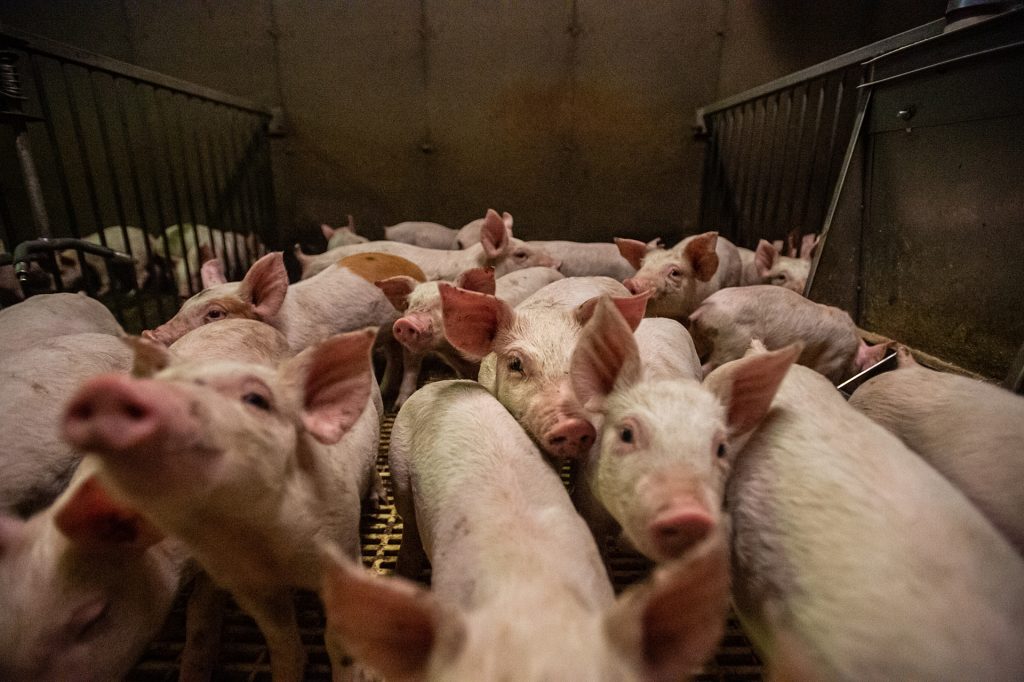 curious piglets watch as a small group of investigators document them and their living conditions at a pig farm. at this farm, there are no windows facing the exterior and the pigs live in darkness. canada, 2020. jo anne mcarthur / we animals