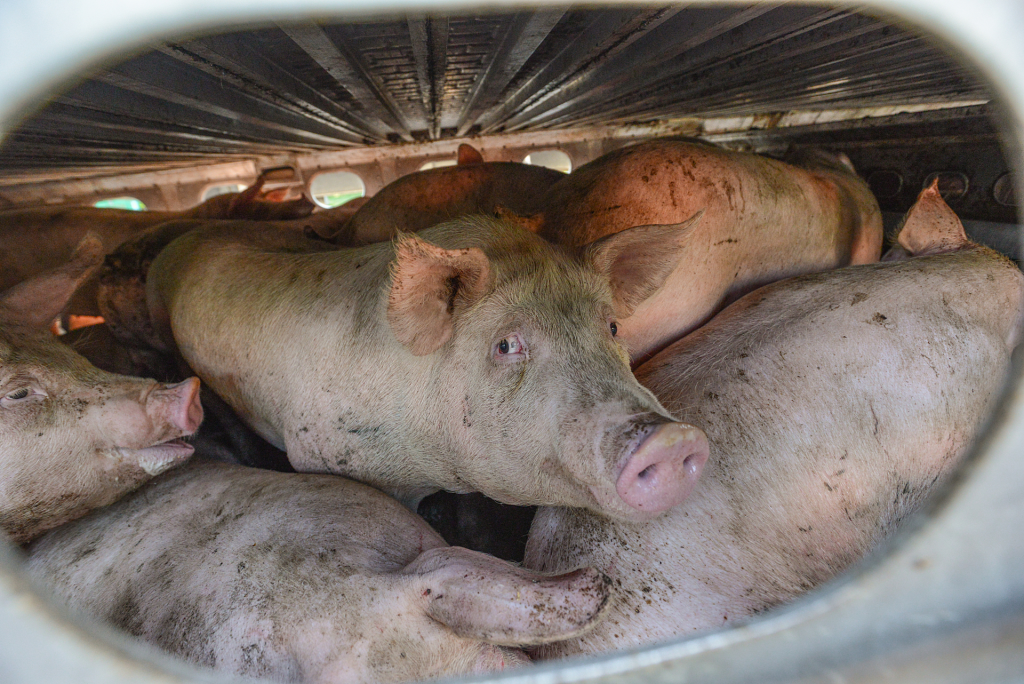 pigs inside a truck en route to slaughter at quality meat packers. toronto, ontario, canada, 2013. jo anne mcarthur / we animals