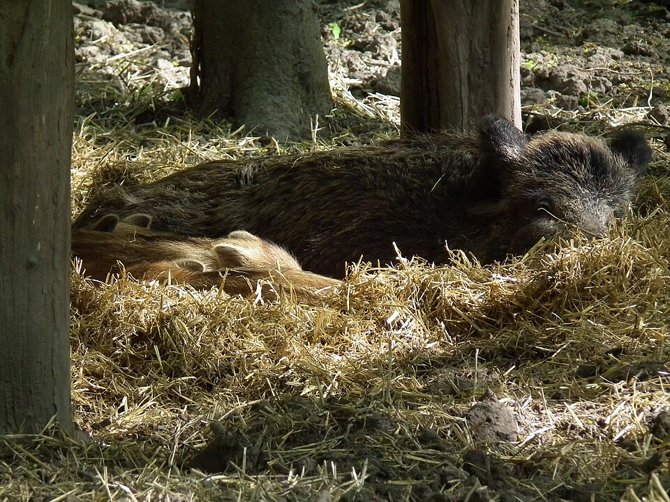 wurfnest wildschweinbache mit frischlingen ketsch